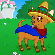 Playful Chihuahua